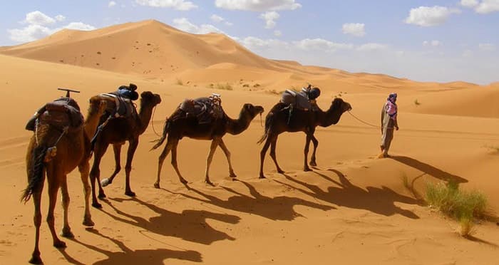 camel trek in the dunes